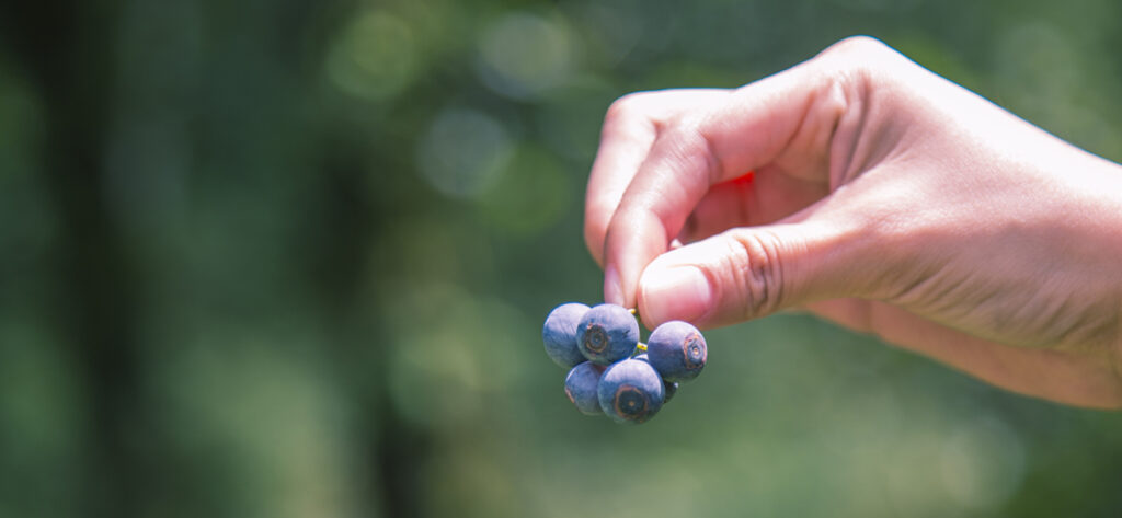 Cosecha Orgánica de Blueberries en Finca La Concordia & Berries Club