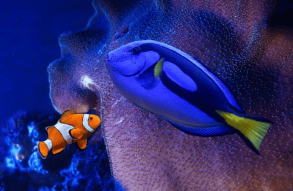 Ciudad de México: entrada rápida al Acuario Inbursa - Foto 3