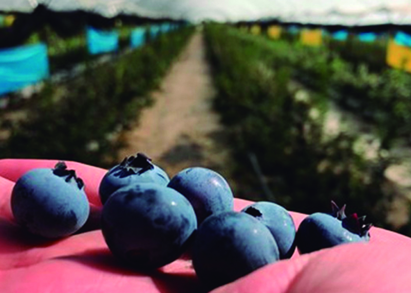 Berries Club Fest (Fiesta de la Cosecha)