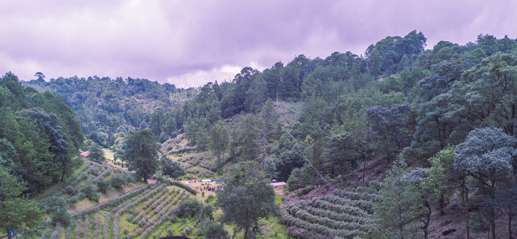 Finca La Concordia (Berries Club)